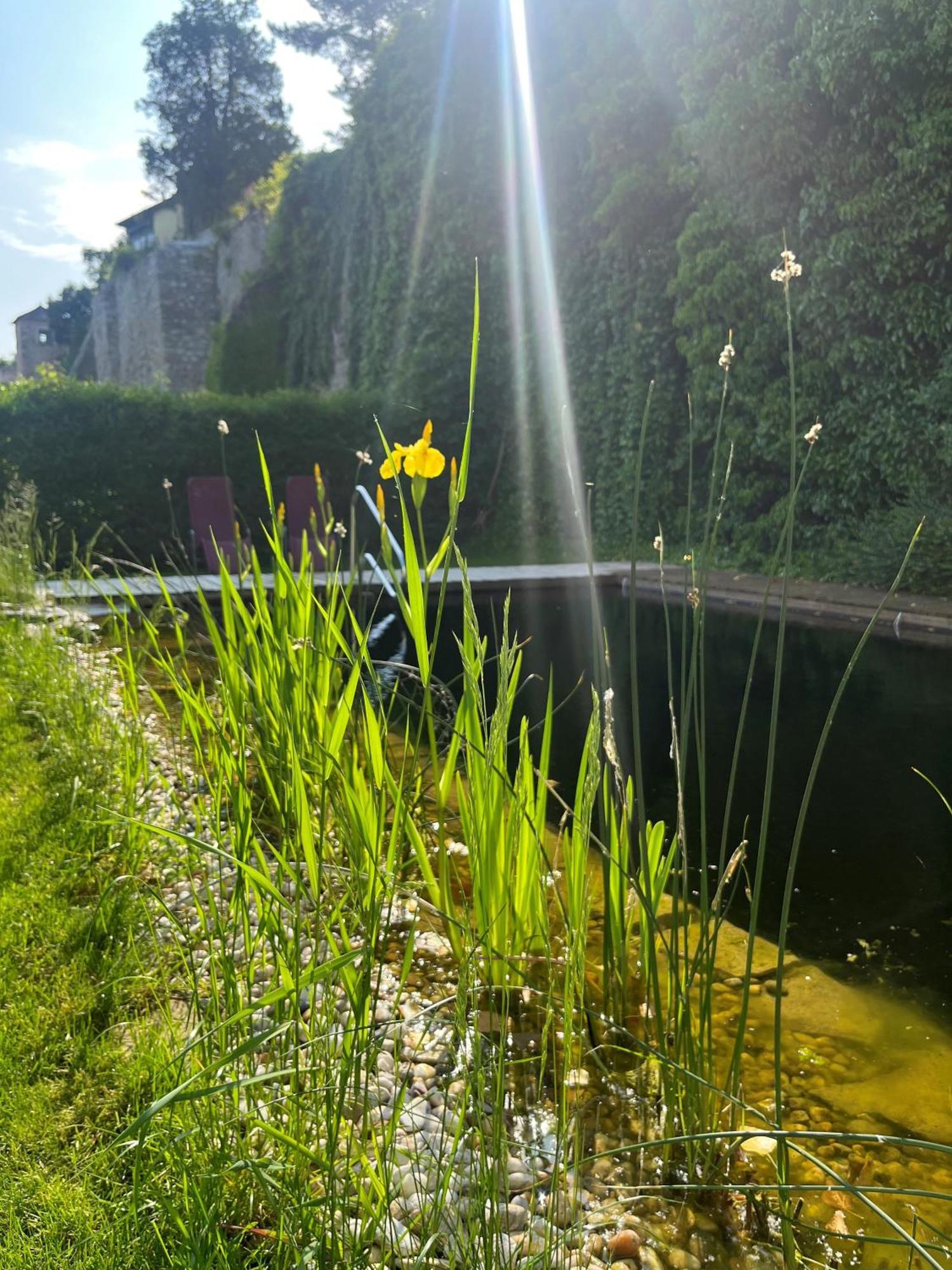 Gasthof Zum Goldenen Anker Hainburg an der Donau Εξωτερικό φωτογραφία